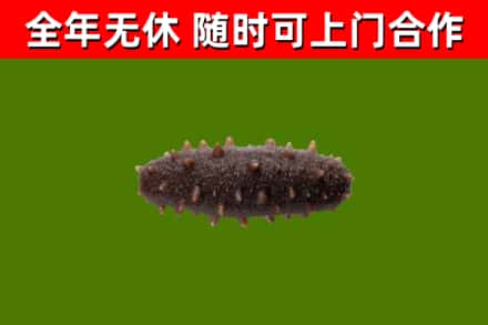 衢州烟酒回收干海参.jpg